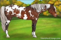 Horse Color:White Spotted Silver Brown Snowflake Varnish 