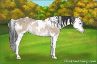 Horse Color:White Spotted Brown Dun Splash Rabicano 