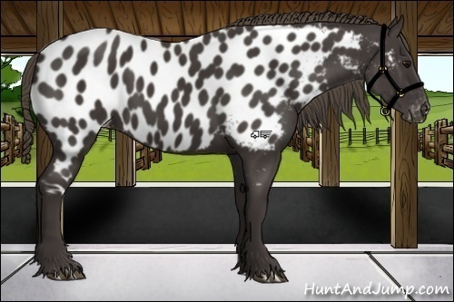 Horse Color:Smoky Black Appaloosa 