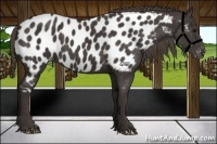 Horse Color:Smoky Black Appaloosa 