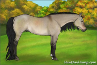 Horse Color:Gray Bay Dun 