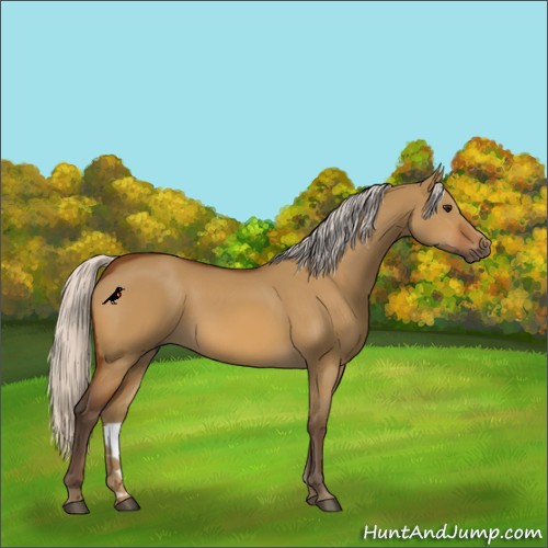 Horse Color:Silver Bay Dun 