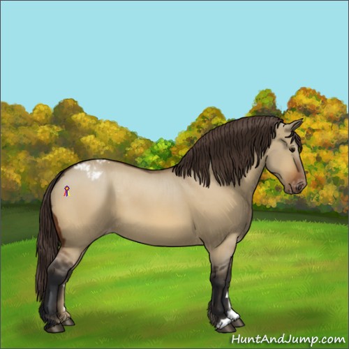 Horse Color:Bay Dun Appaloosa 