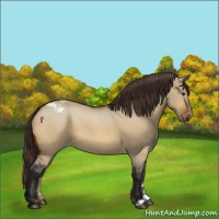 Horse Color:Bay Dun Appaloosa 
