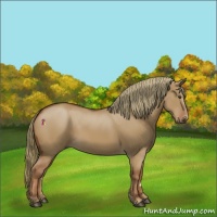 Horse Color:Red Dun 
