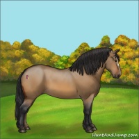 Horse Color:Bay Dun
