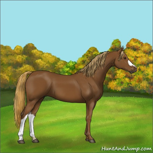 Horse Color:Gray Chestnut 