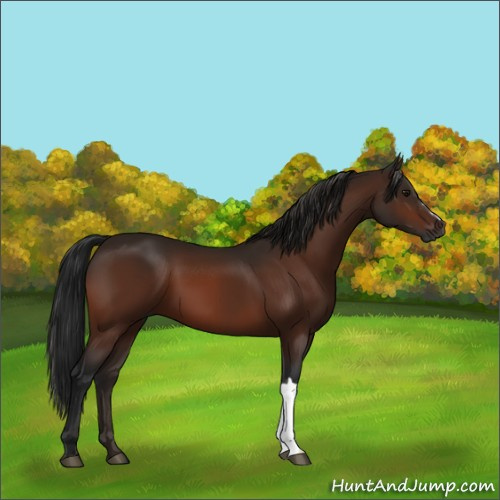 Horse Color:Gray Bay 