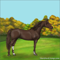 Horse Color:Gray Chestnut 