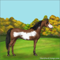 Horse Color:Gray Bay Frame