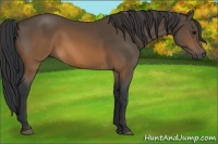 Horse Color:Brown 