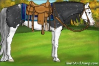 Horse Color:Black Splash Appaloosa 
