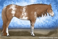 Horse Color:White Spotted Chestnut Sabino 