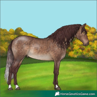 Horse Color:Chocolate Brown Dun Brindle 