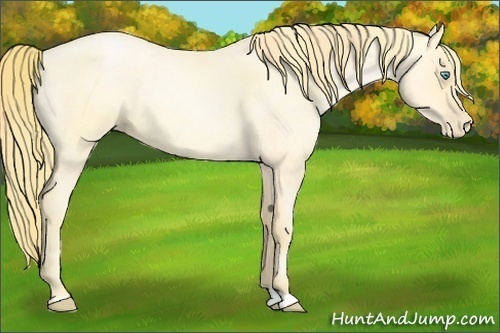 Horse Color:Buckskin Roan Pearl  and Buckskin Roan Pearl 