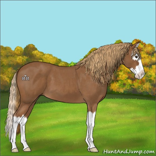 Horse Color:Red Roan Splash 