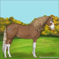 Horse Color:Red Roan Splash 
