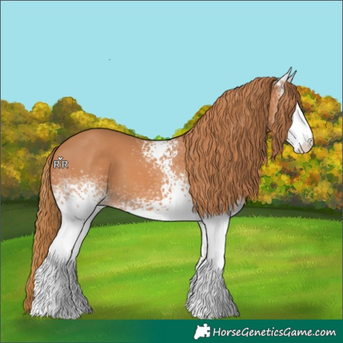 Horse Color:White Spotted Chestnut 