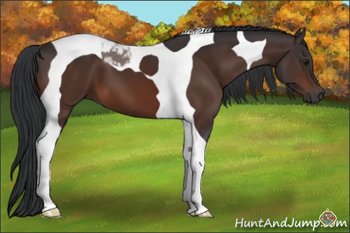 Horse Color:Brown Tobiano 