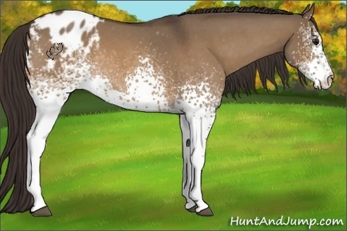 Horse Color:White Spotted Bay Roan Dun Appaloosa Rabicano 