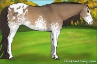 Horse Color:White Spotted Bay Roan Dun Appaloosa Rabicano 