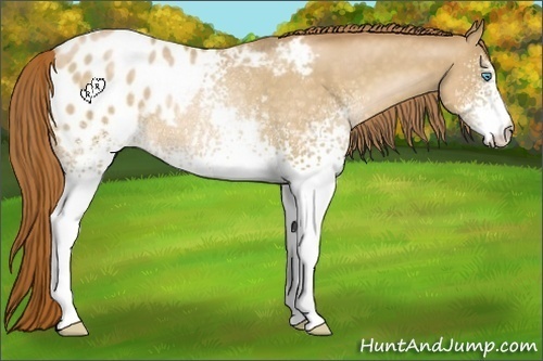 Horse Color:White Spotted Buckskin Pearl Appaloosa Rabicano