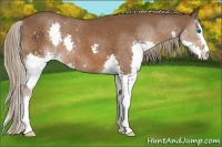 Horse Color:Liver Chestnut Splash