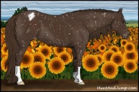 Horse Color:Liver Chestnut Appaloosa