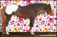 Horse Color:Liver Chestnut Appaloosa