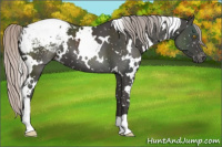 Horse Color:Gray White Spotted Silver Black Appaloosa 