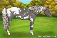 Horse Color:White Spotted Silver Black Appaloosa 