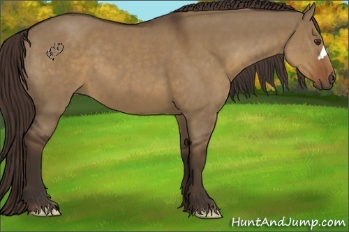 Horse Color:Liver Red Dun