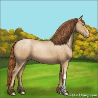 Horse Color:Buckskin Pearl 