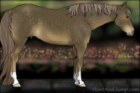 Horse Color:Chocolate Palomino 