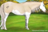 Horse Color:Palomino Pearl Splash 