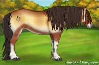 Horse Color:Bay Onyx 