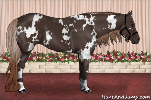 Horse Color:White Spotted Liver Chestnut 