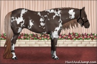 Horse Color:White Spotted Liver Chestnut