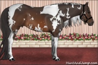Horse Color:White Spotted Buckskin Tobiano 