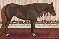 Horse Color:Gray Chestnut 