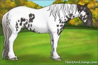 Horse Color:Smoky Black Tobiano Appaloosa 