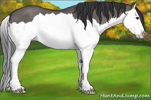Horse Color:Grullo Splash 