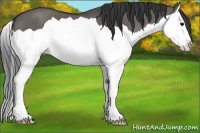 Horse Color:Grullo Splash