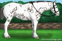 Horse Color:Grullo Splash Tobiano Appaloosa