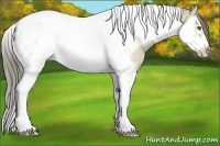 Horse Color:Classic Cream Champagne Dun Splash Tobiano Frame 
