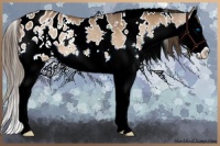 Horse Color:White Spotted Bay Splash Appaloosa Rabicano