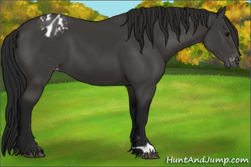 Horse Color:Gray Black Appaloosa 