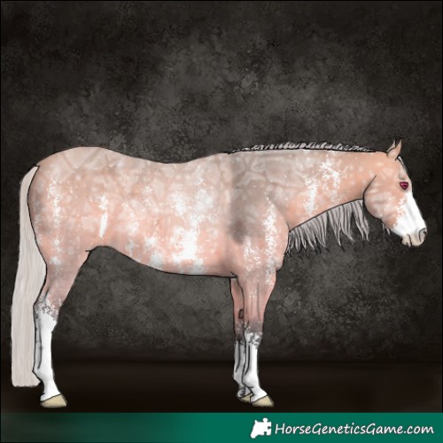 Horse Color:Silver Bay Chinchilla Ice Sabino 