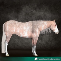 Horse Color:Silver Bay Chinchilla Ice Sabino 