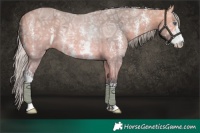 Horse Color:Silver Bay Chinchilla Ice Sabino 